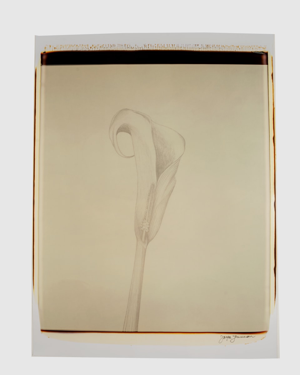 Untitled (from "Still Life") by Joyce Tenneson 