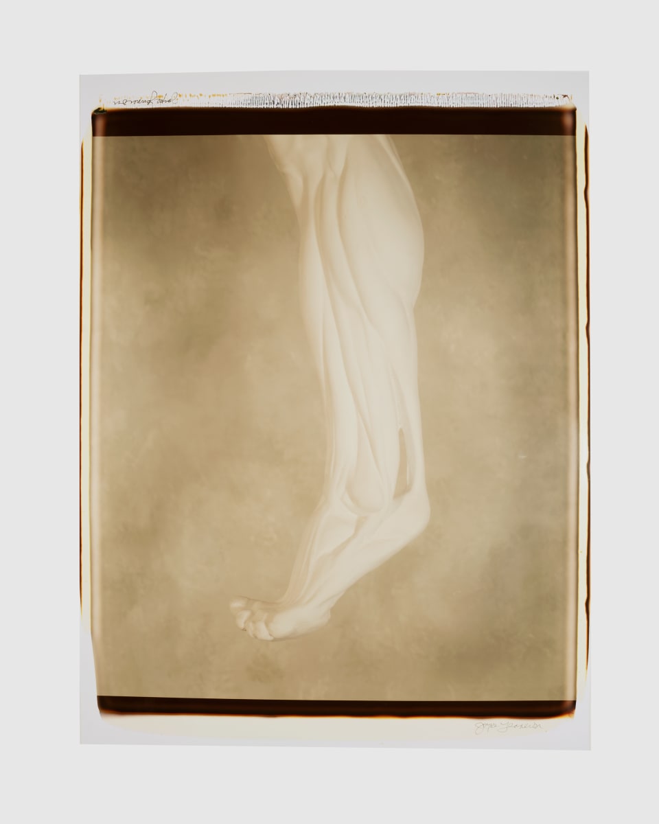 Untitled (from "Still Life") by Joyce Tenneson 