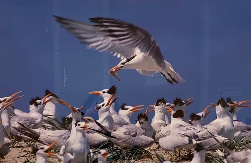 Royal Tern Nesting Colony From The Exhibition Musc Ashley River Tower
