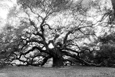 The Angel Oak by Rebecca Waechter, Image 1.
