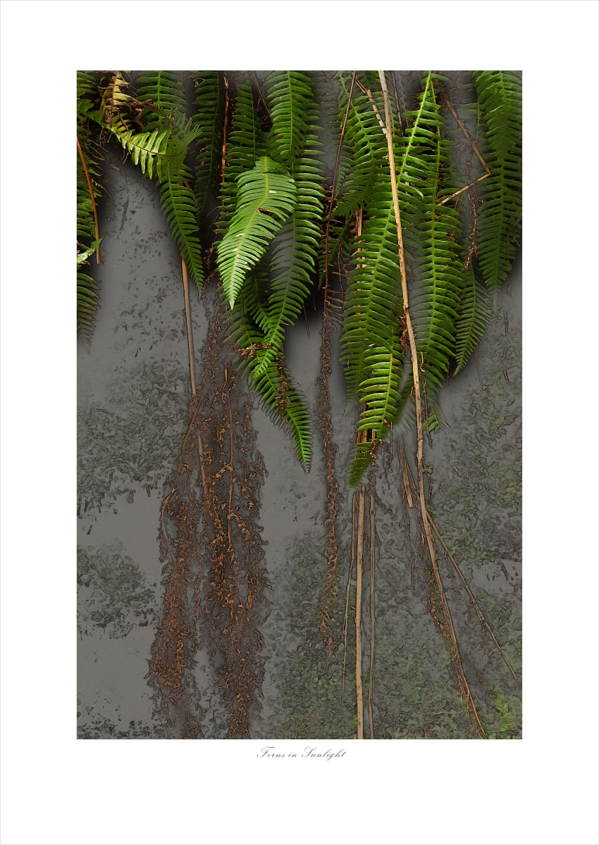 Ferns in Sunlight (24x30) #1 of 5 by James H. Marks