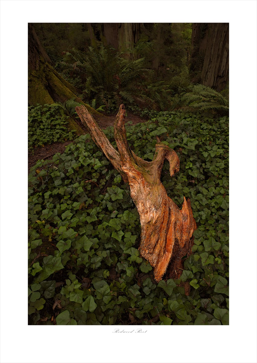 Redwood Root (30x24) #1 of 5 by James H. Marks