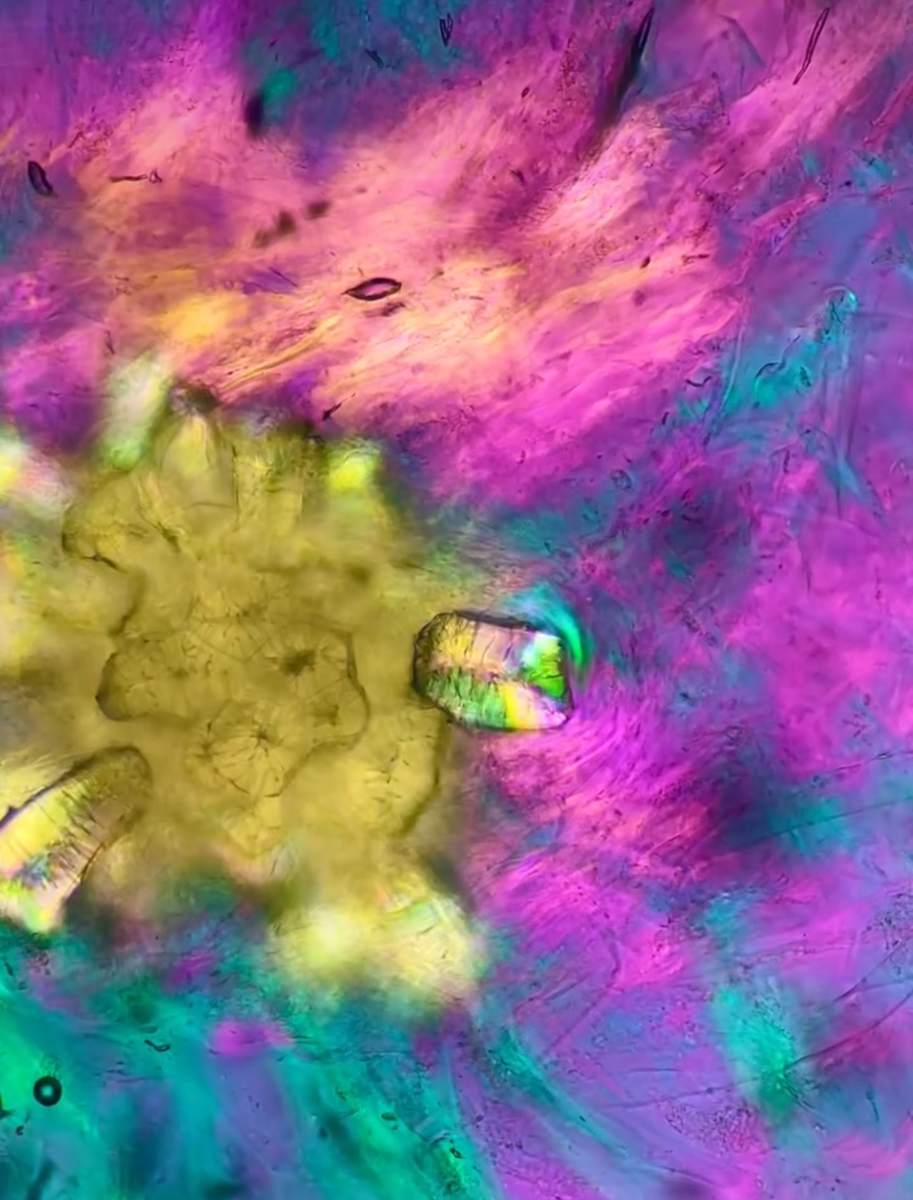 Macro 82 by Robin Moore, Image 2.