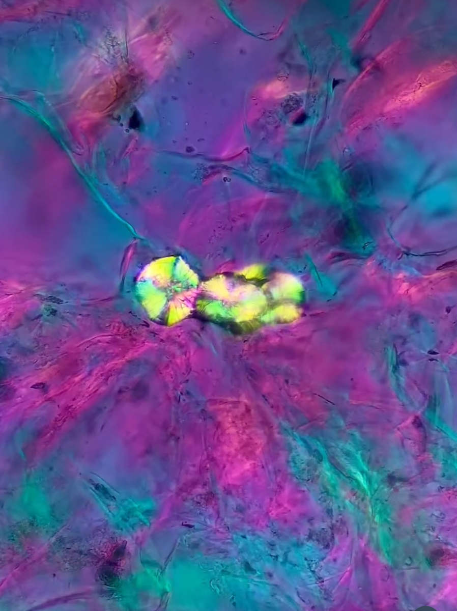 Macro 83 by Robin Moore, Image 3.