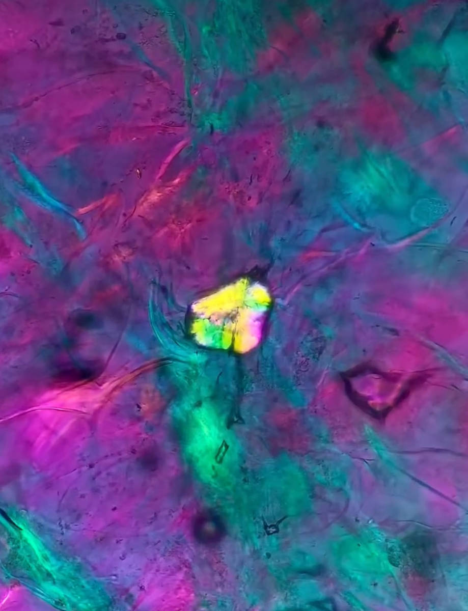 Macro 85 by Robin Moore, Image 5.