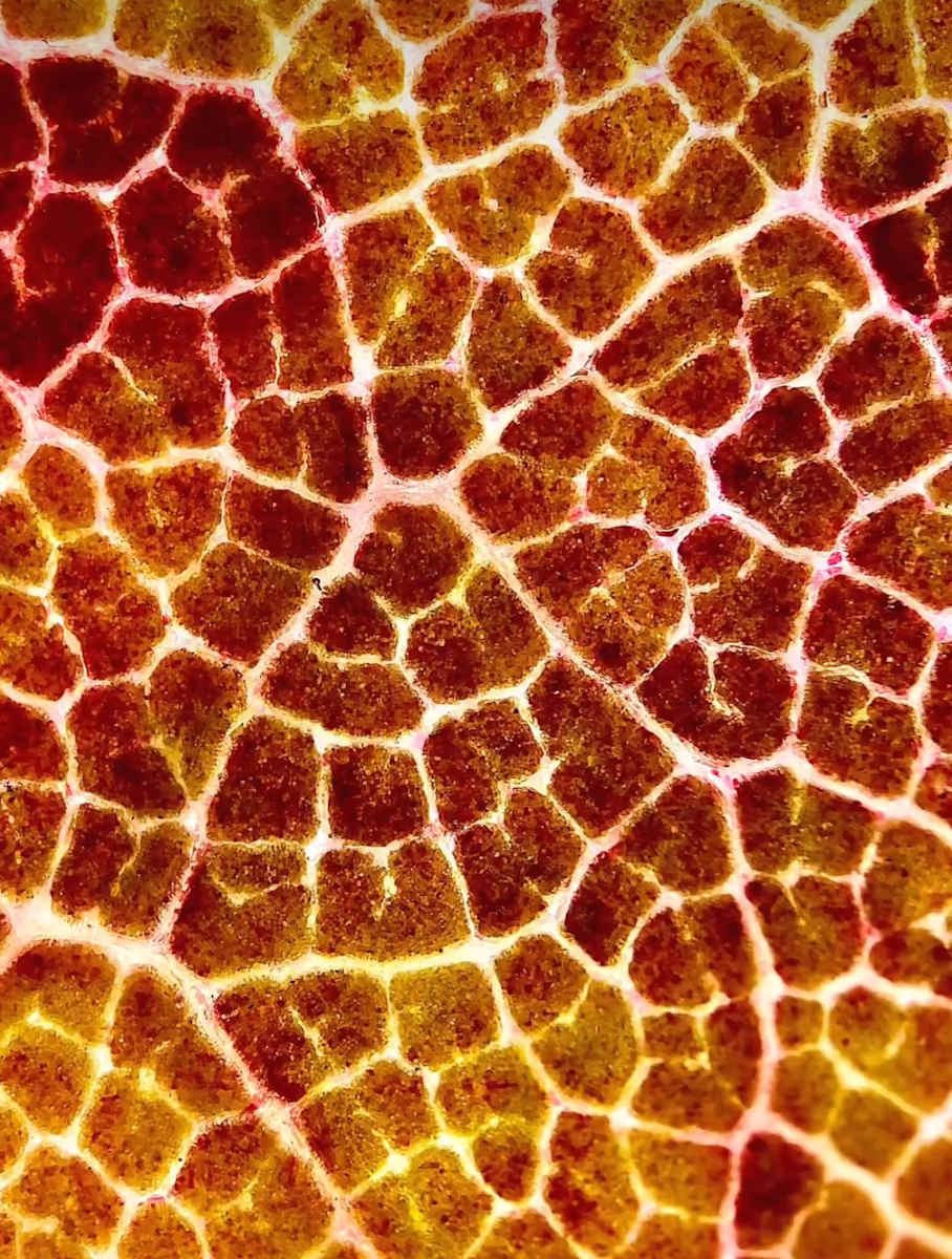 Macro 67 by Robin Moore, Image 2.