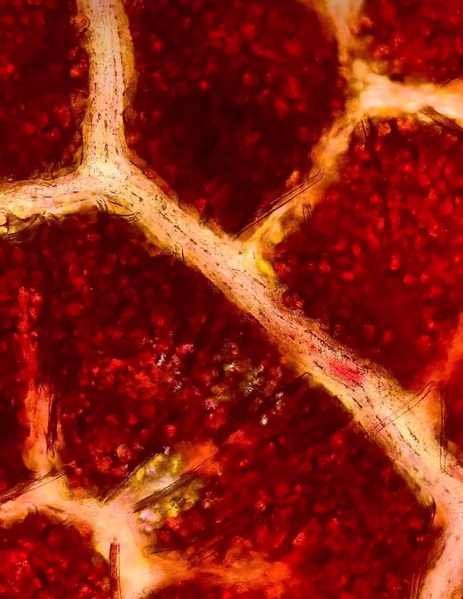 Macro 66 by Robin Moore, Image 2.