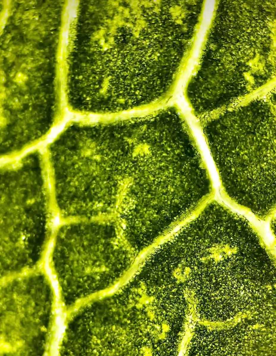 Macro 68 by Robin Moore 