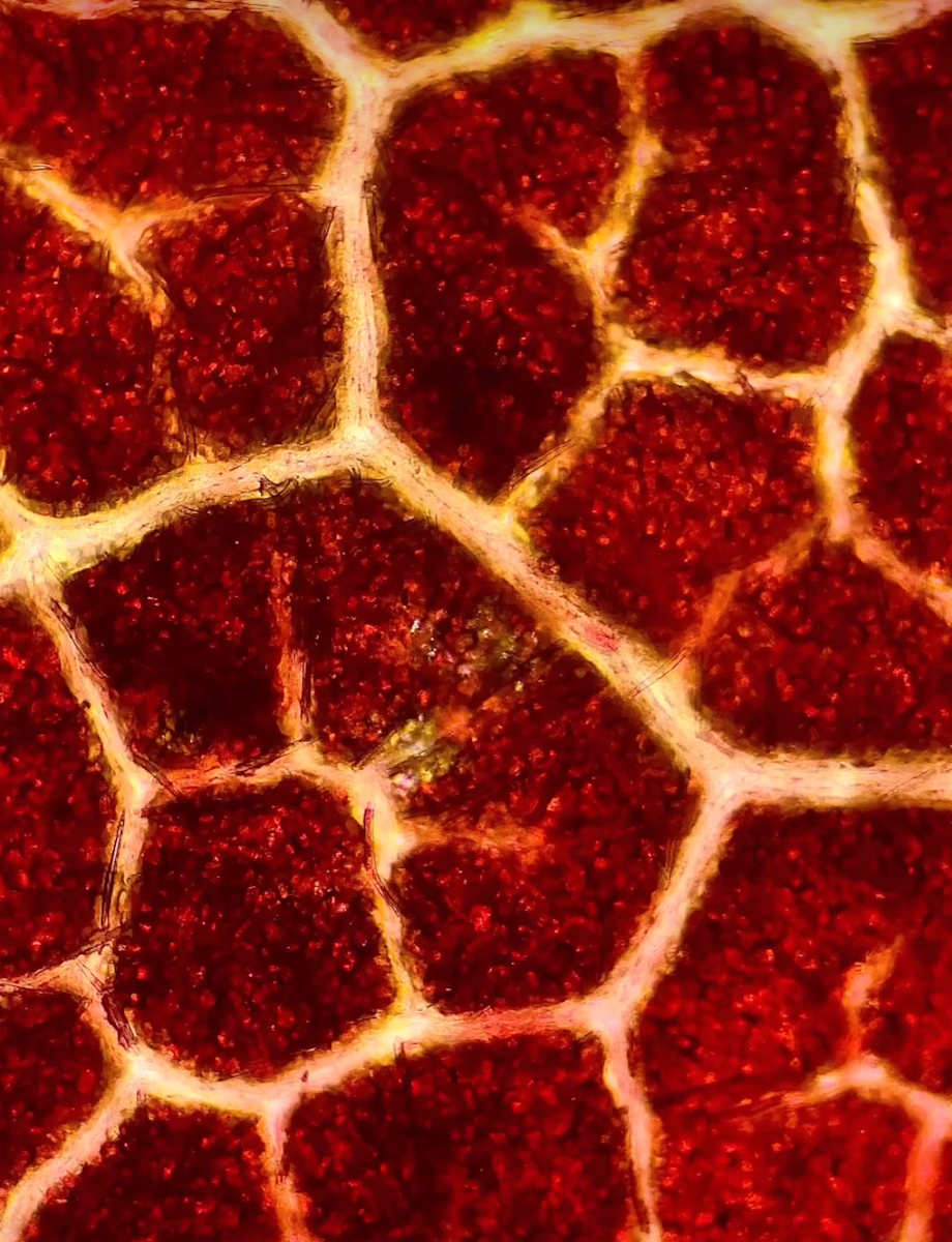 Macro 65 by Robin Moore 