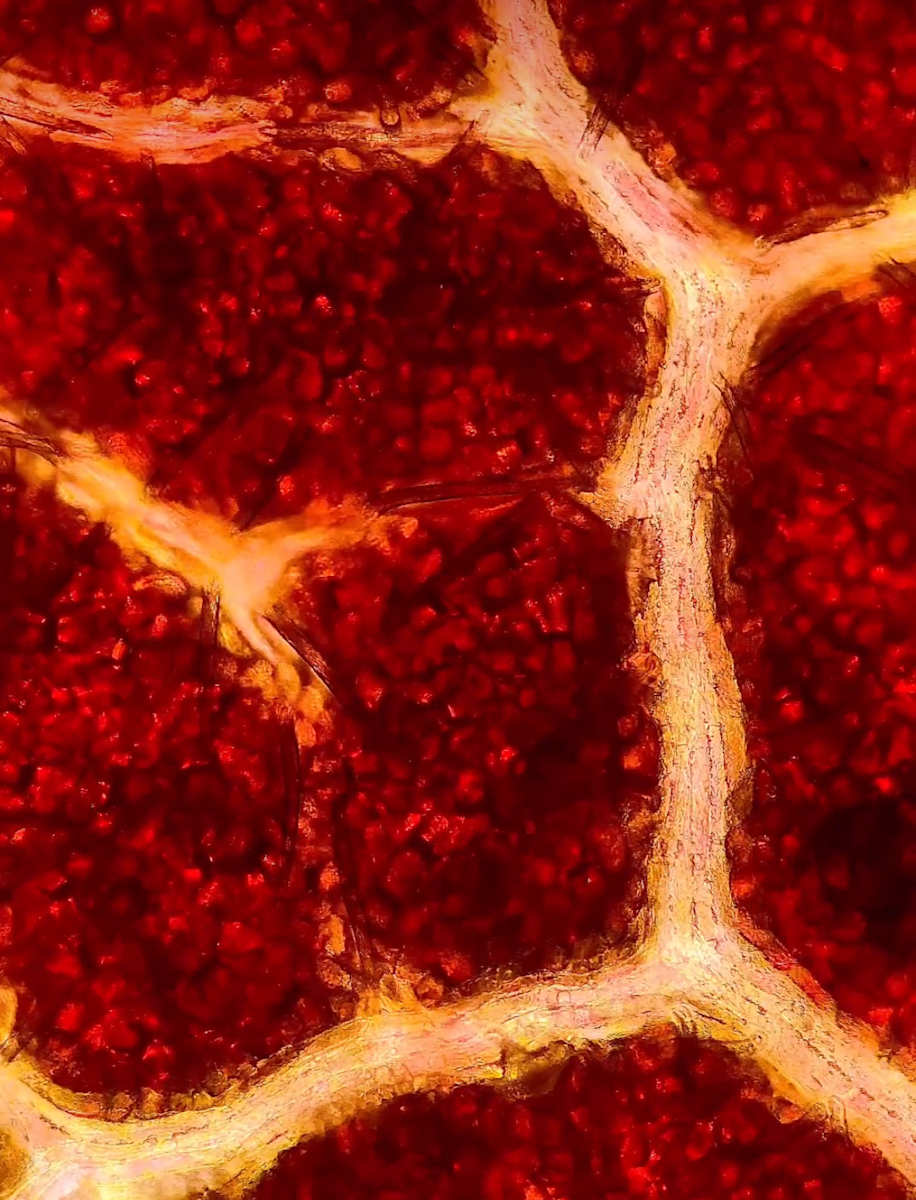 Macro 64 by Robin Moore, Image 2.