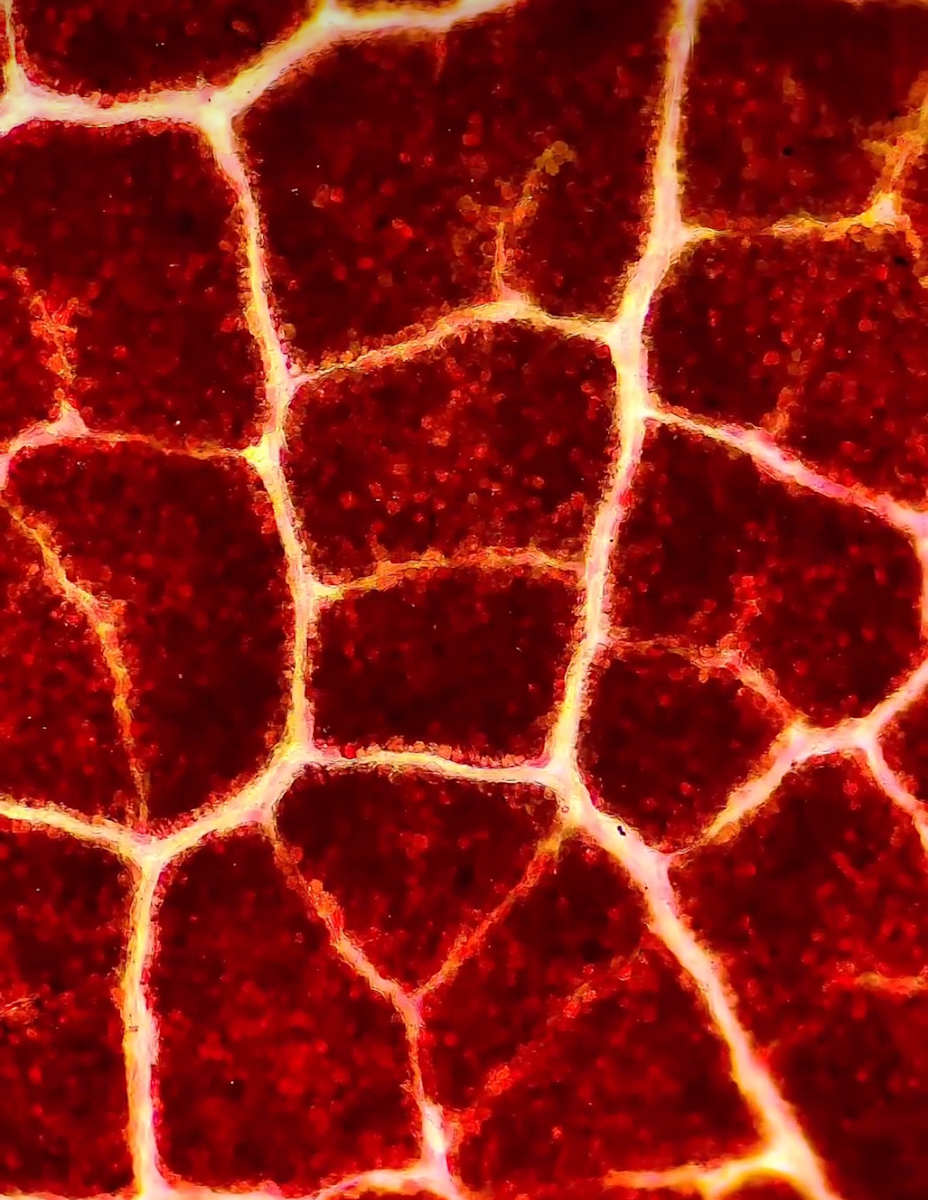 Macro 63 by Robin Moore, Image 2.