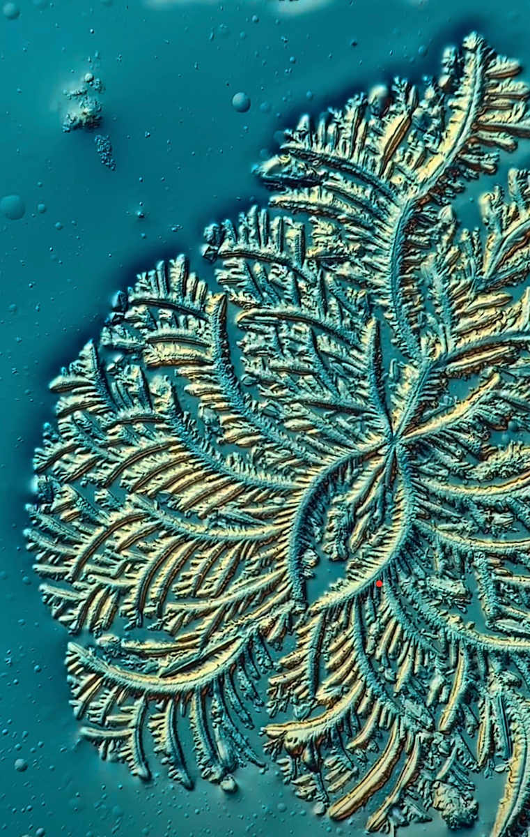 Macro 016 by Robin Moore, Image 5.