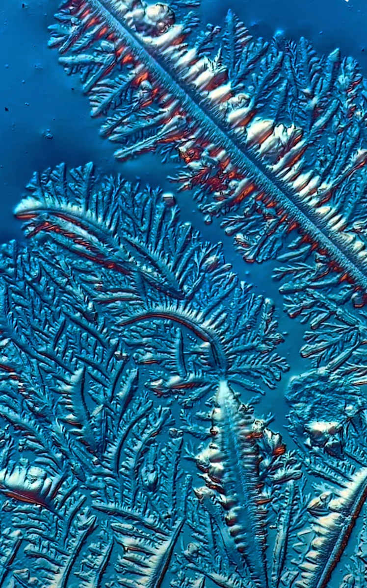 Macro 014 by Robin Moore, Image 7.