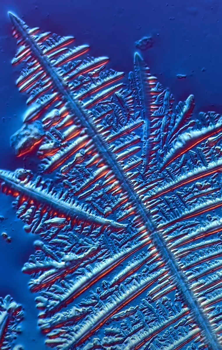 Macro 020 by Robin Moore, Image 1.