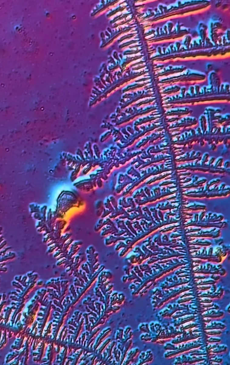 Macro 012 by Robin Moore, Image 9.