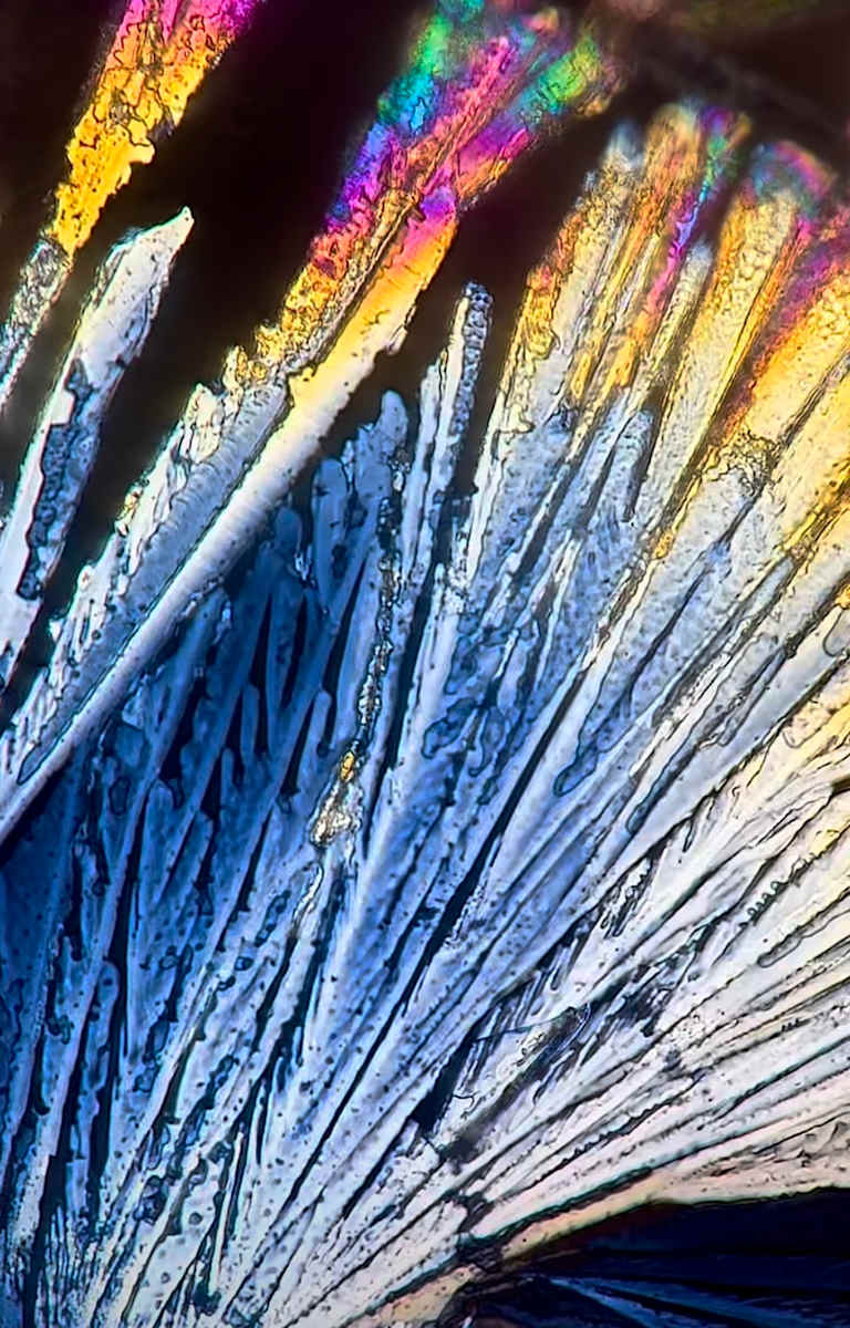 Macro 38 by Robin Moore 