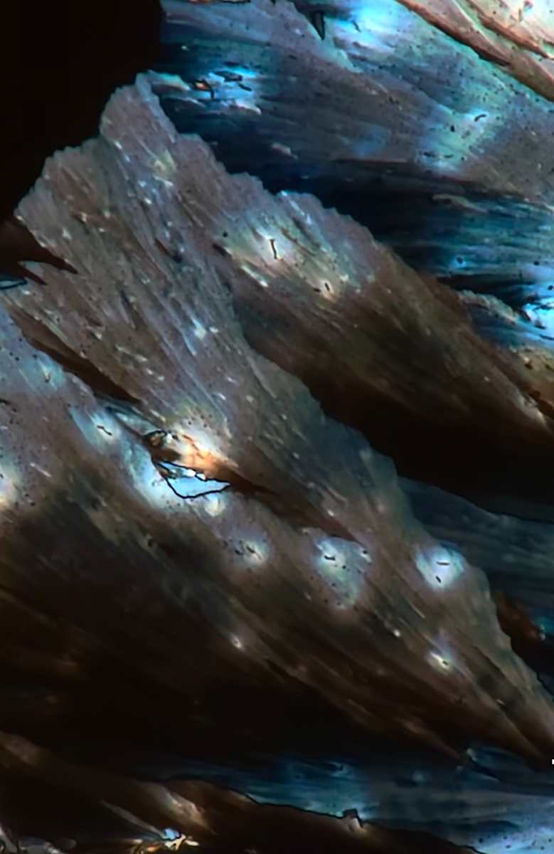 Macro 37 by Robin Moore, Image 4.