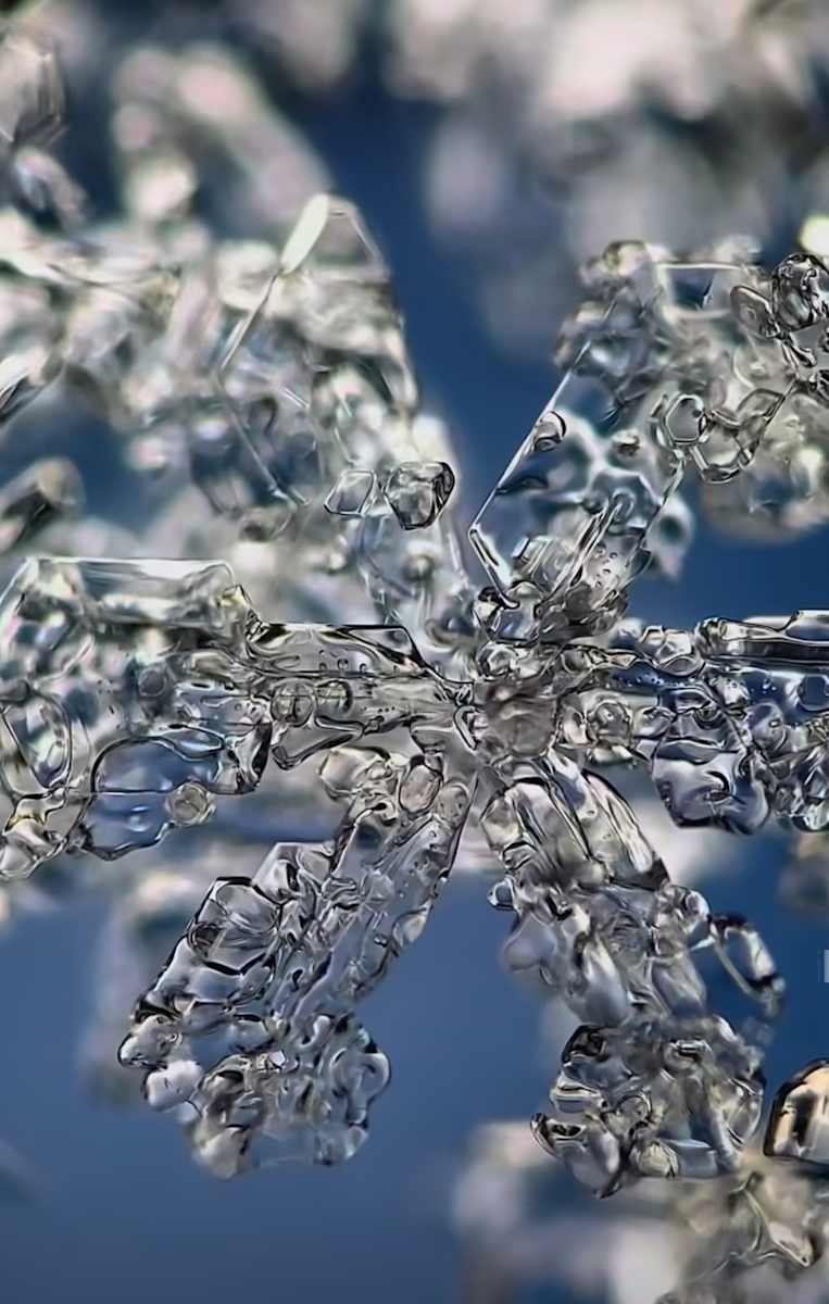 Macro 36 by Robin Moore 