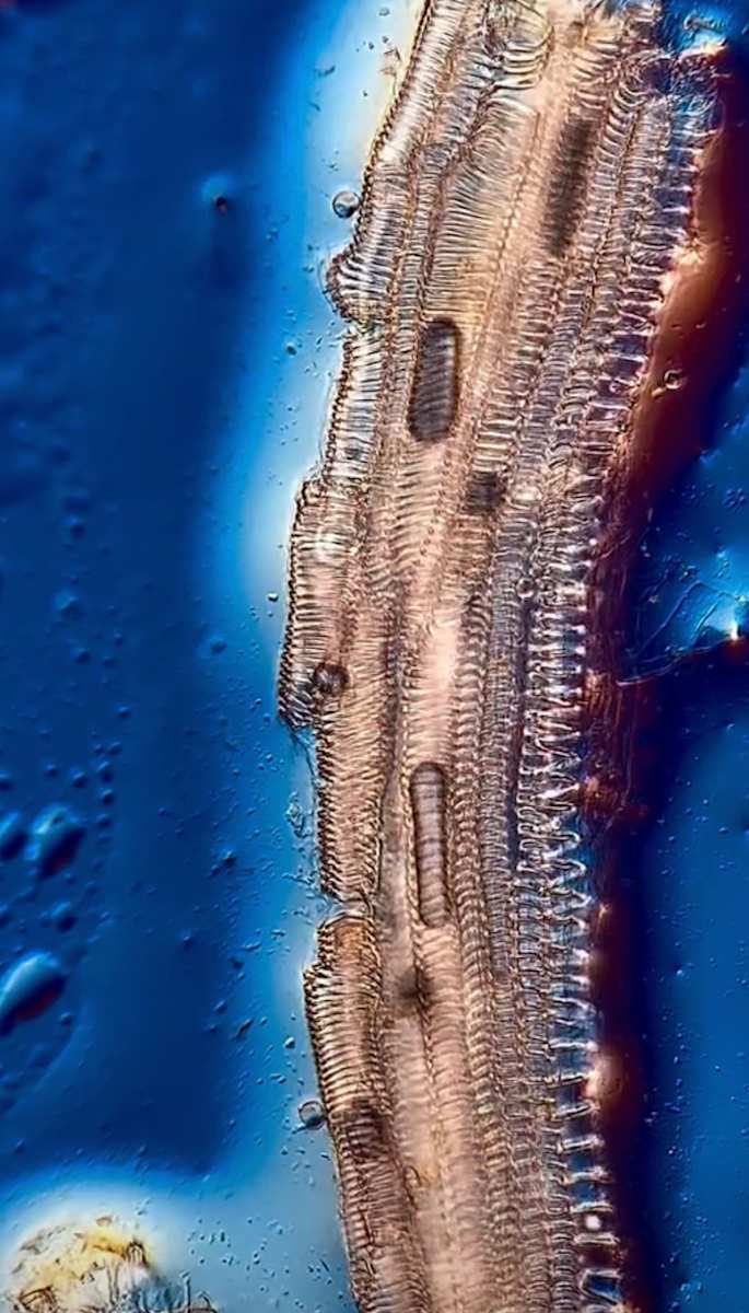 Macro 30 by Robin Moore 
