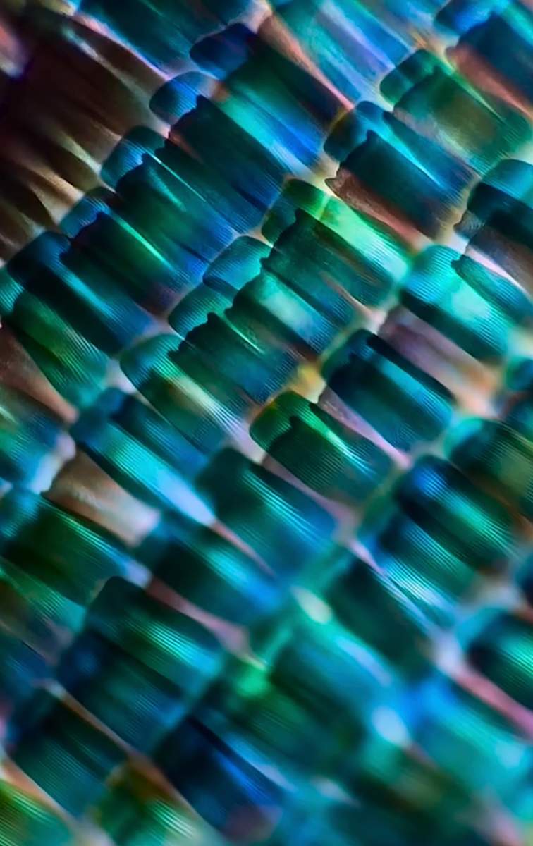 Macro 49 by Robin Moore, Image 12.