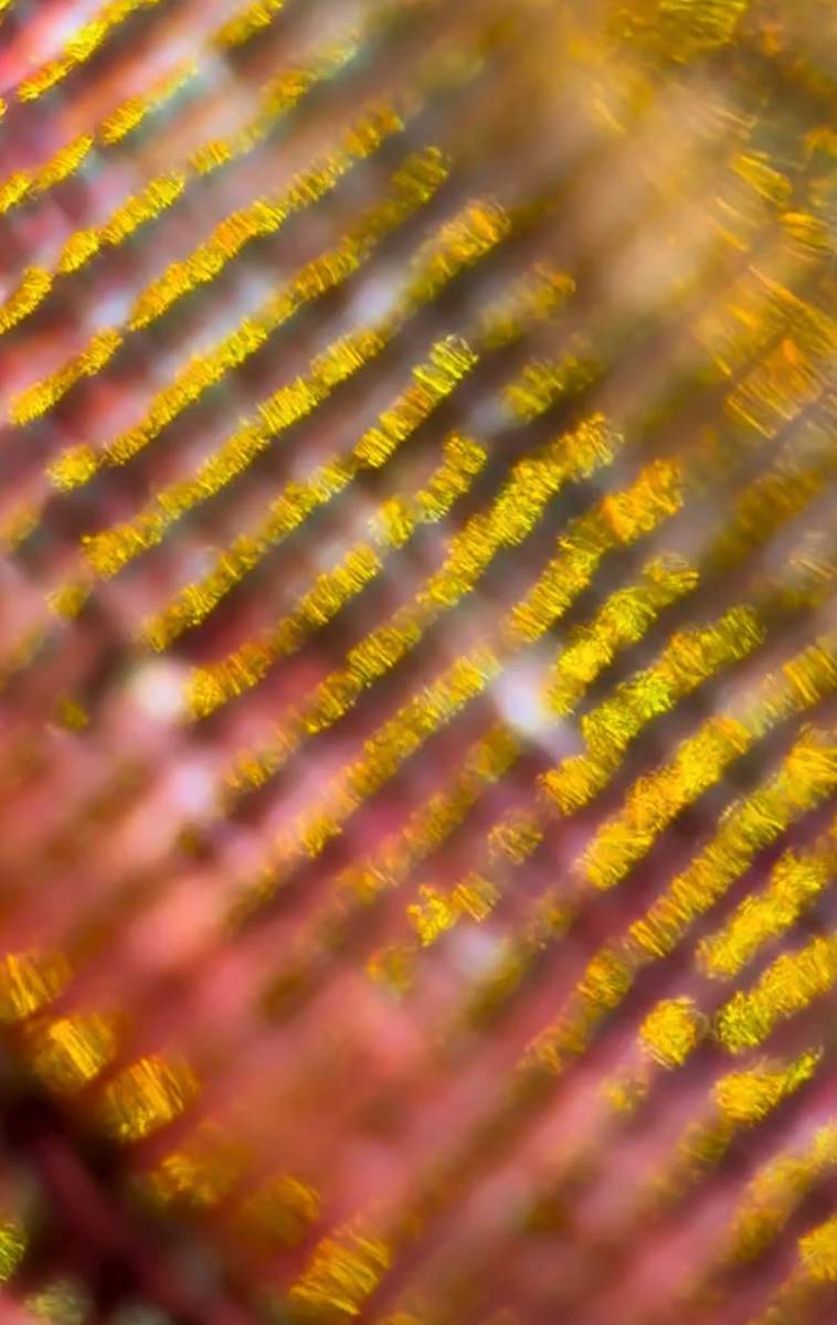 Macro 51 by Robin Moore, Image 10.