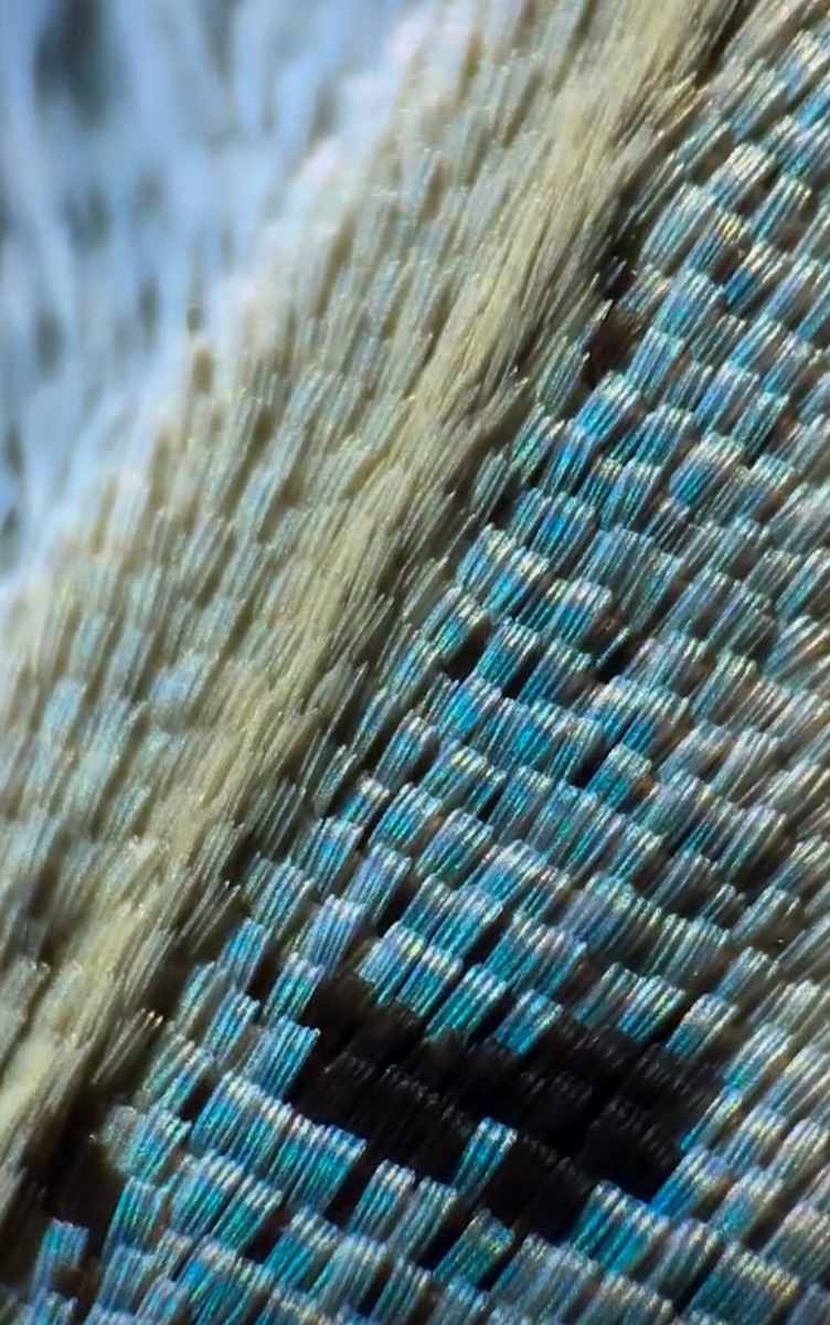Macro 45 by Robin Moore, Image 16.