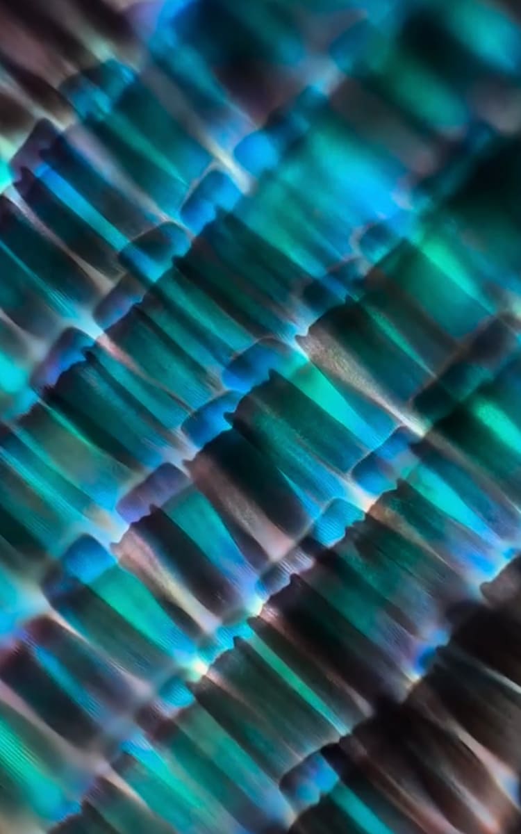 Macro 46 by Robin Moore, Image 15.