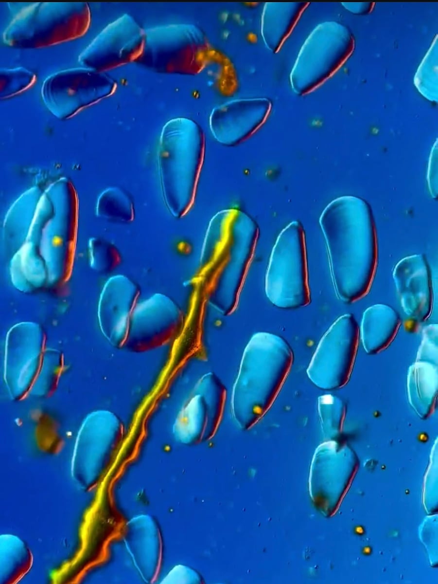 Macro 73 by Robin Moore, Image 5.