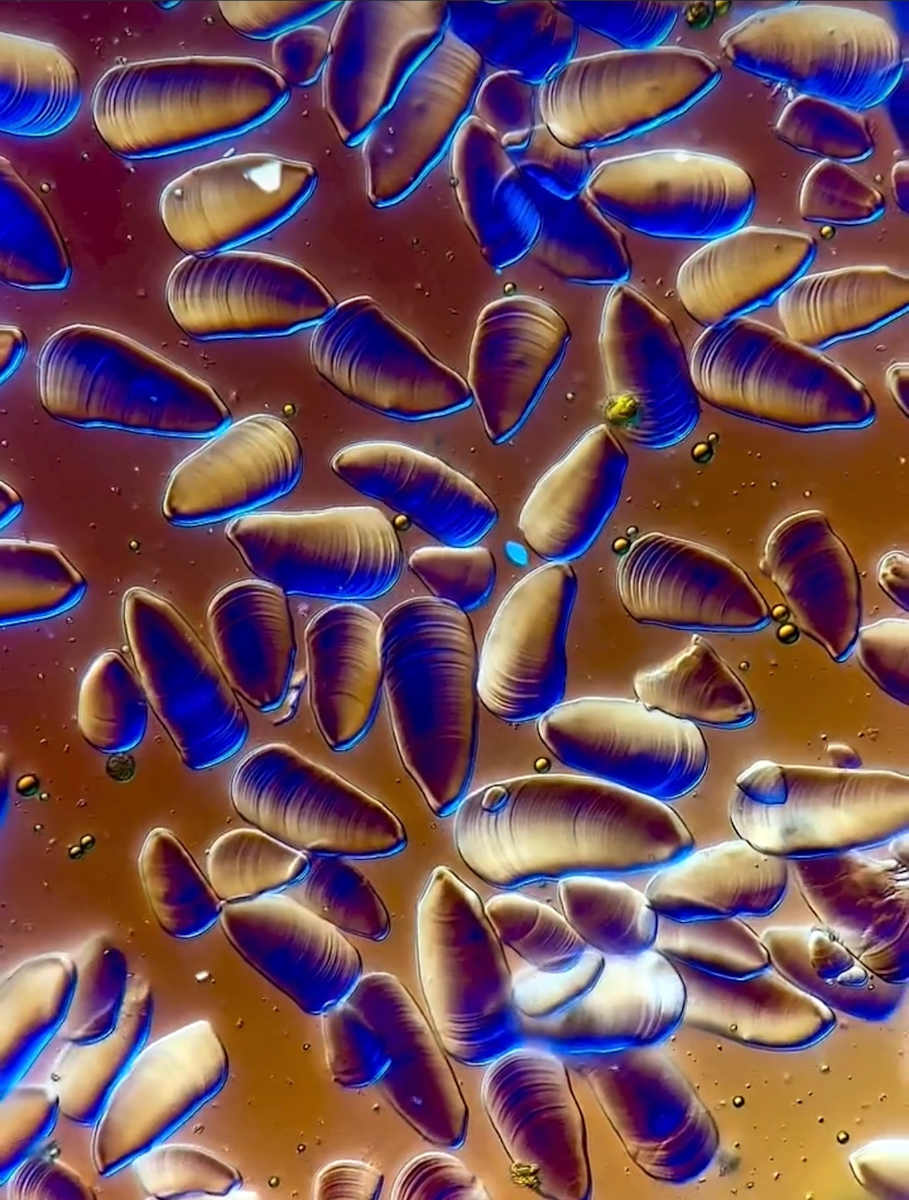 Macro 72 by Robin Moore, Image 6.