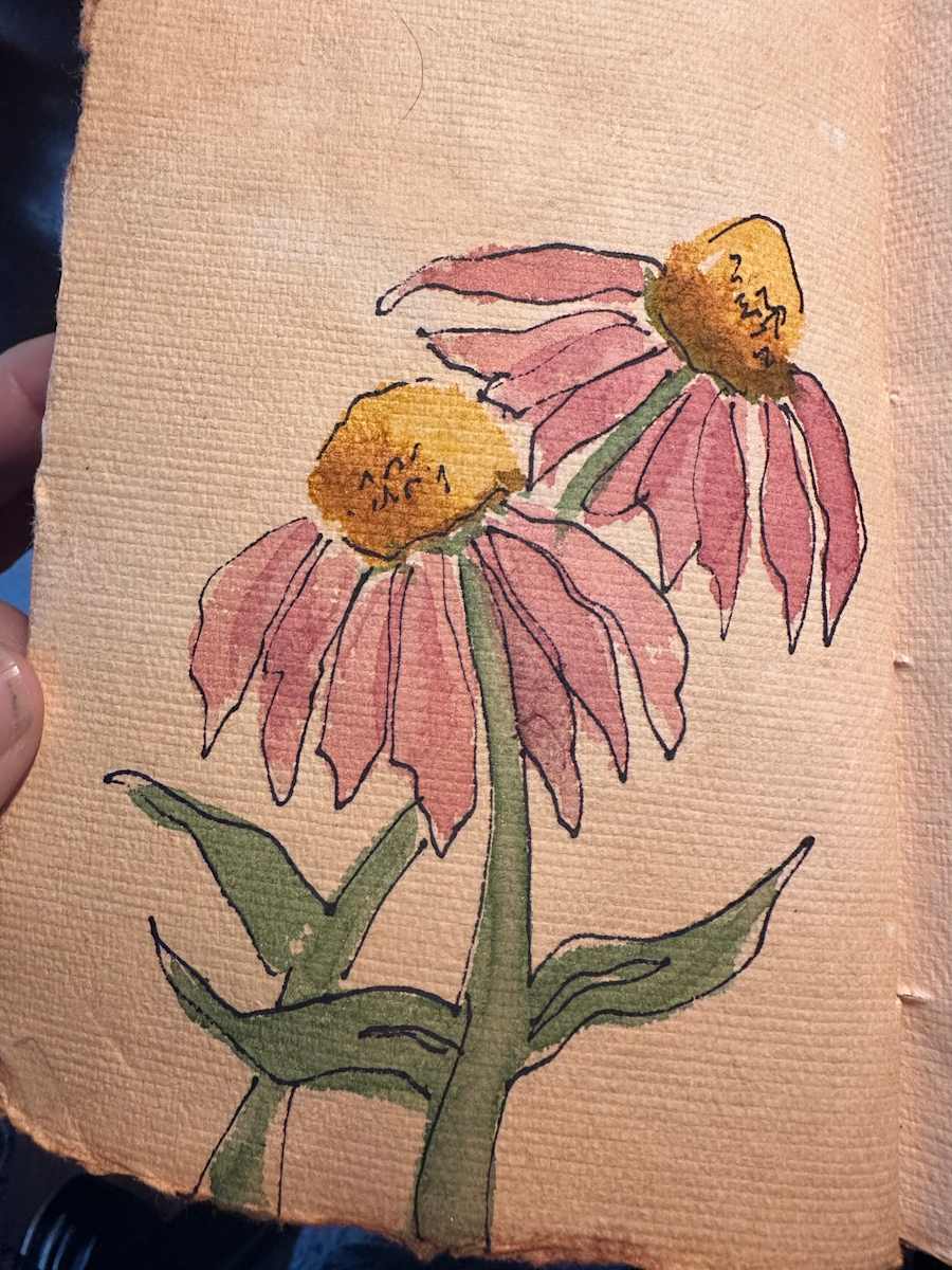 Pink Coneflower Sketch by Robin Moore, Image 1.