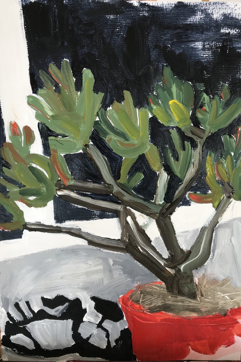 Crassula Gollum by Kate Owen 