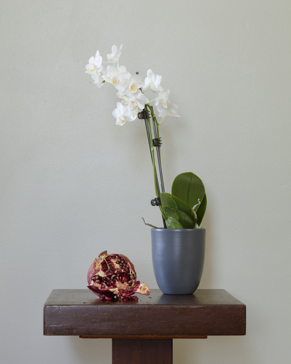 Full Bloom by Crystal Tursich 