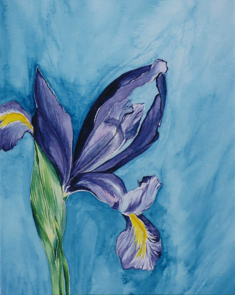 Iris by Jennifer Brewer Stone 