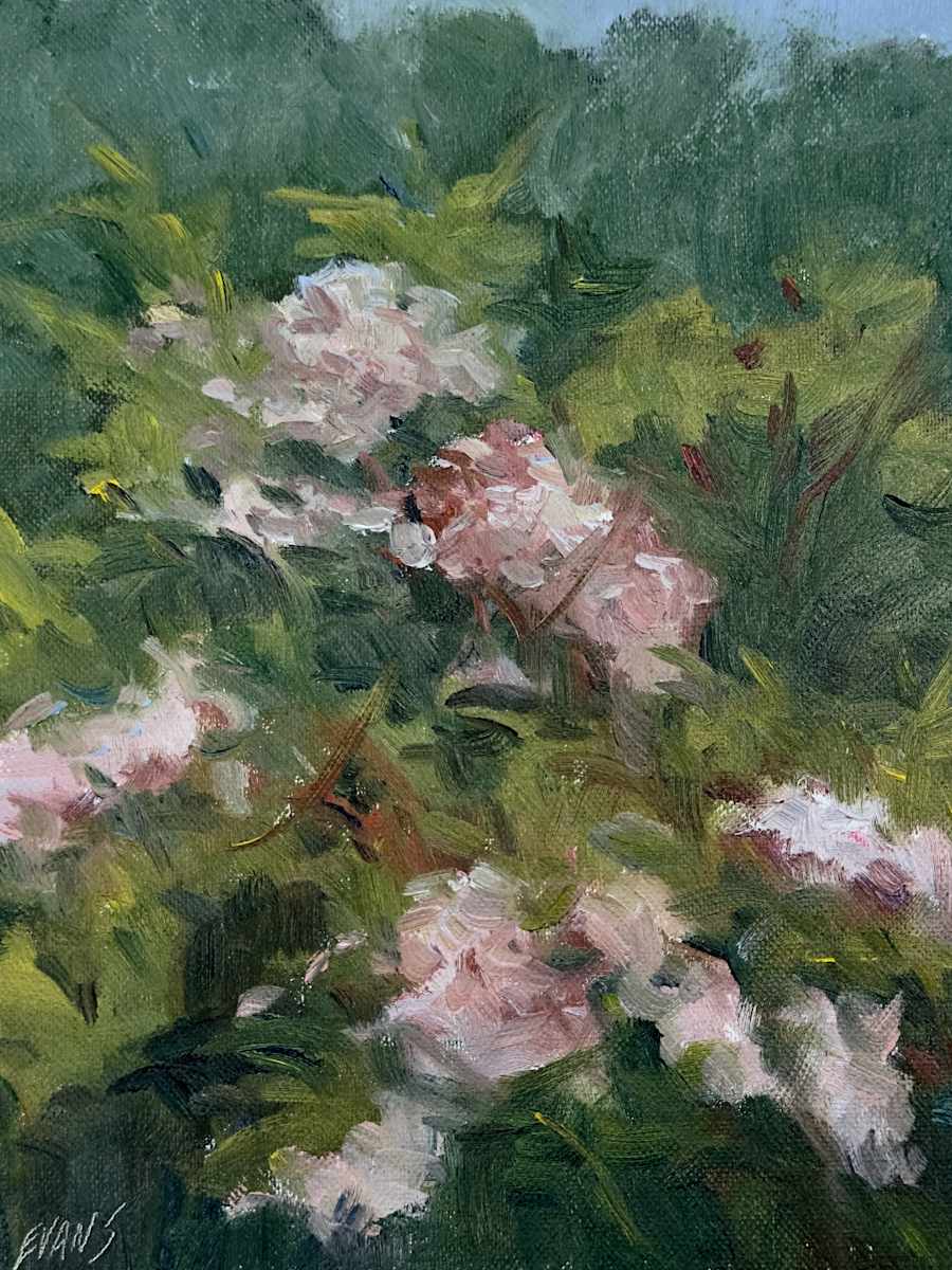 Enduring by Amy Evans  Image: Mountain Laurel blooming in spite of the hurricane damage to the beautiful Blue ridge mountains