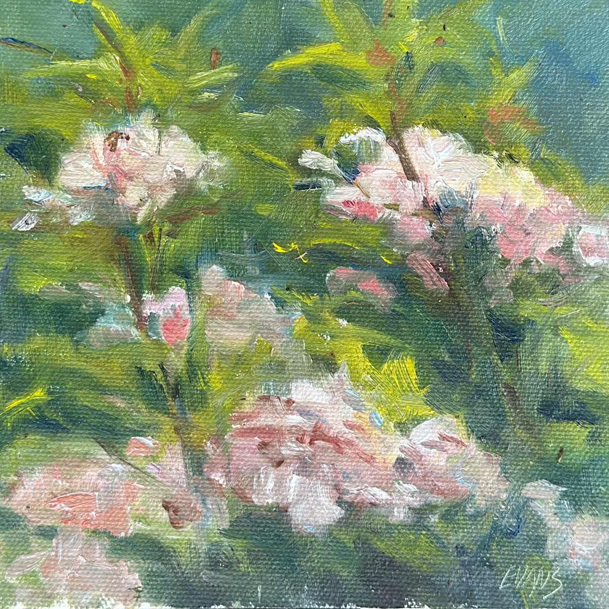 Blooming Where Planted by Amy Evans  Image: Plein air of the mountain laurel in their glory