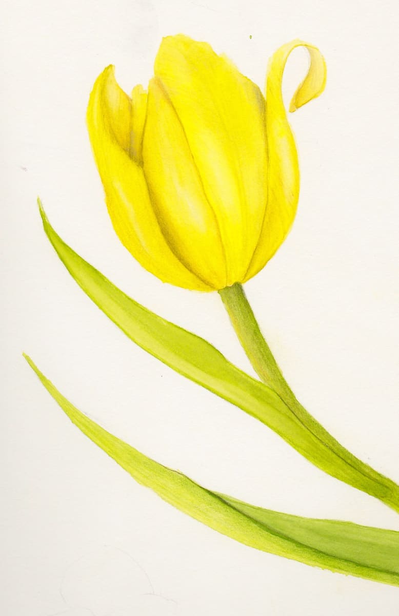 Yellow Tulip by Lisa Libretto 