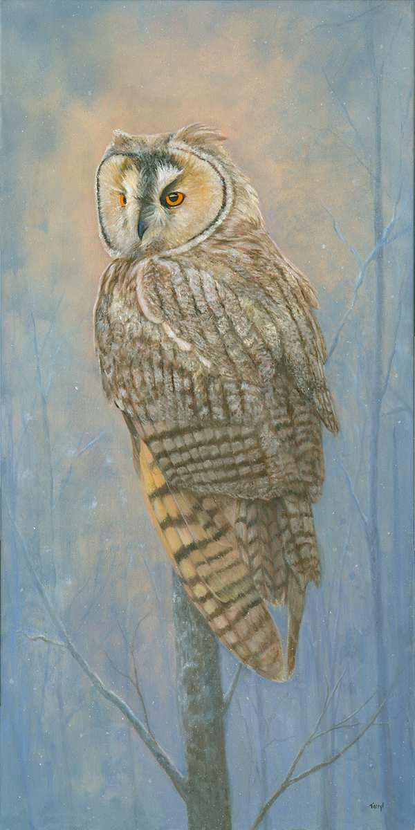 Long Eared Owl by Tarryl Gabel 