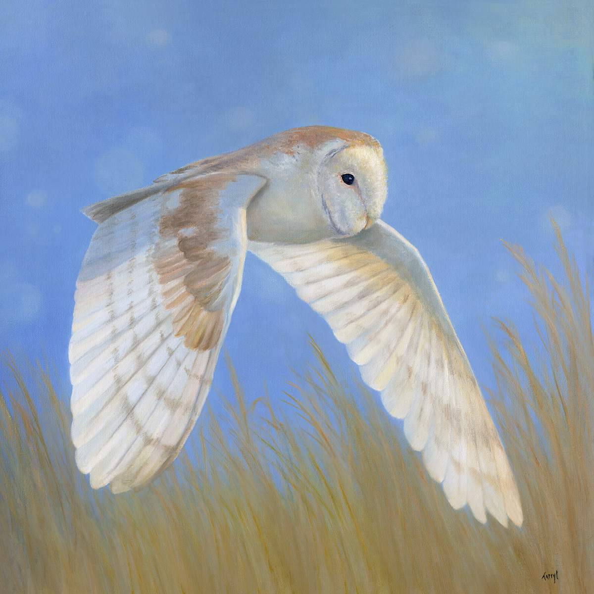 Flying low- barn owl by Tarryl Gabel 