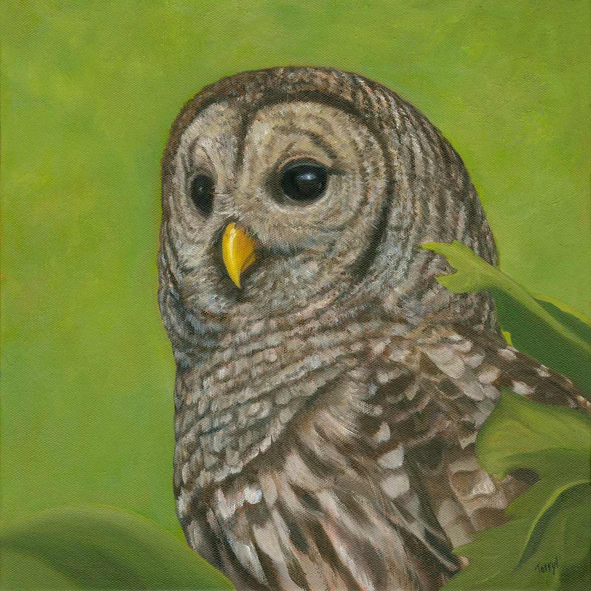 Barred Owl by Tarryl Gabel 