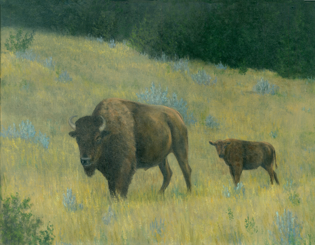 Buffalo and calf- Badlands by Tarryl Gabel 