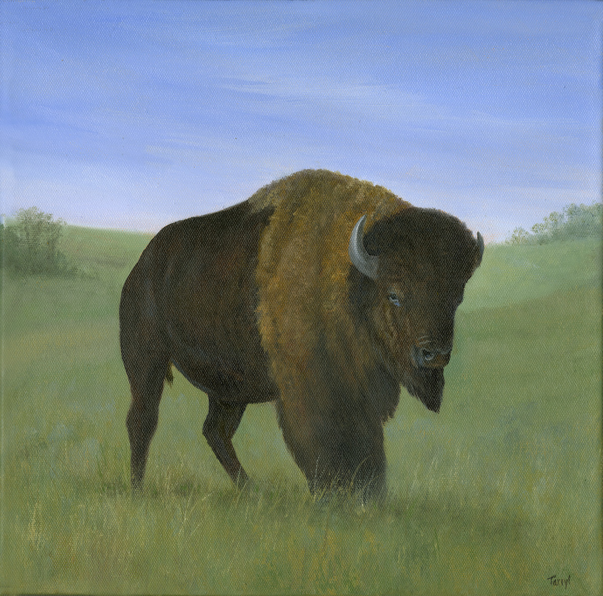 Buffalo Bull by Tarryl Gabel 
