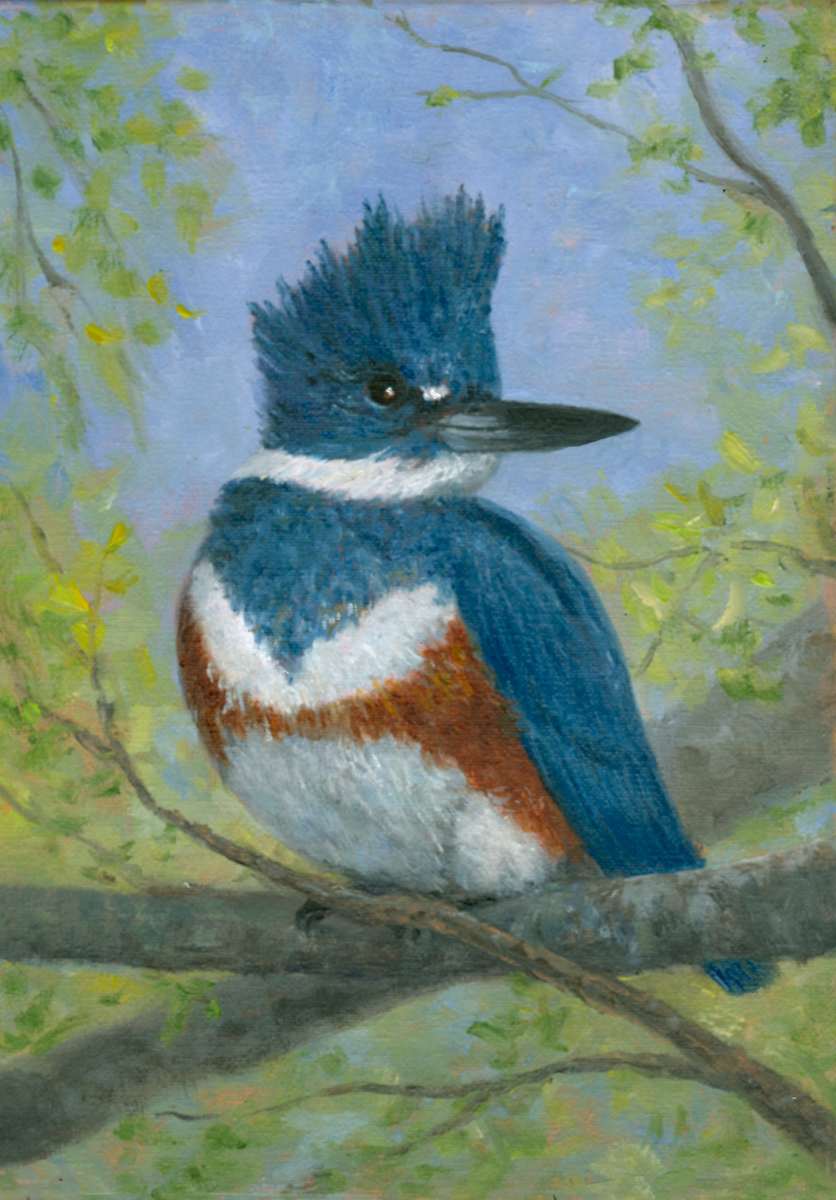 Female Kingfisher by Tarryl Gabel 