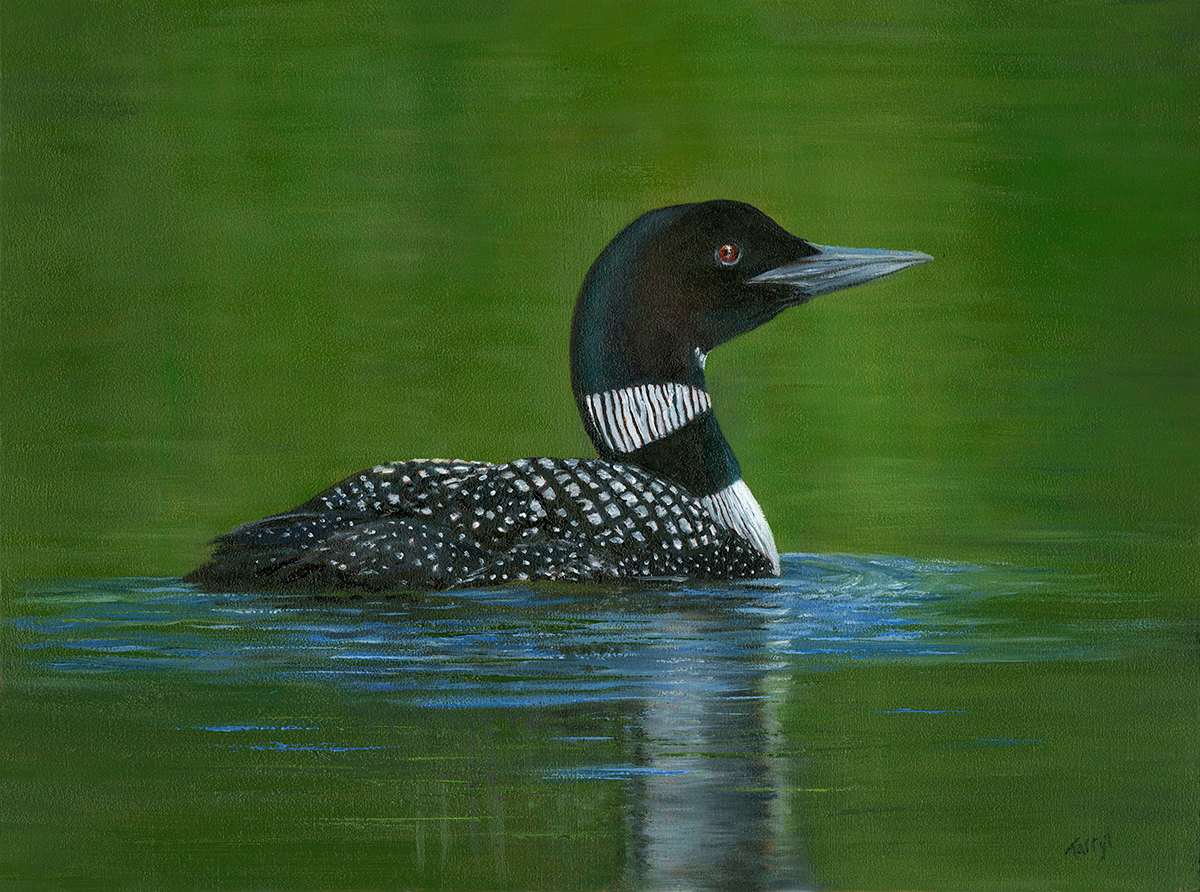 Loon by Tarryl Gabel 