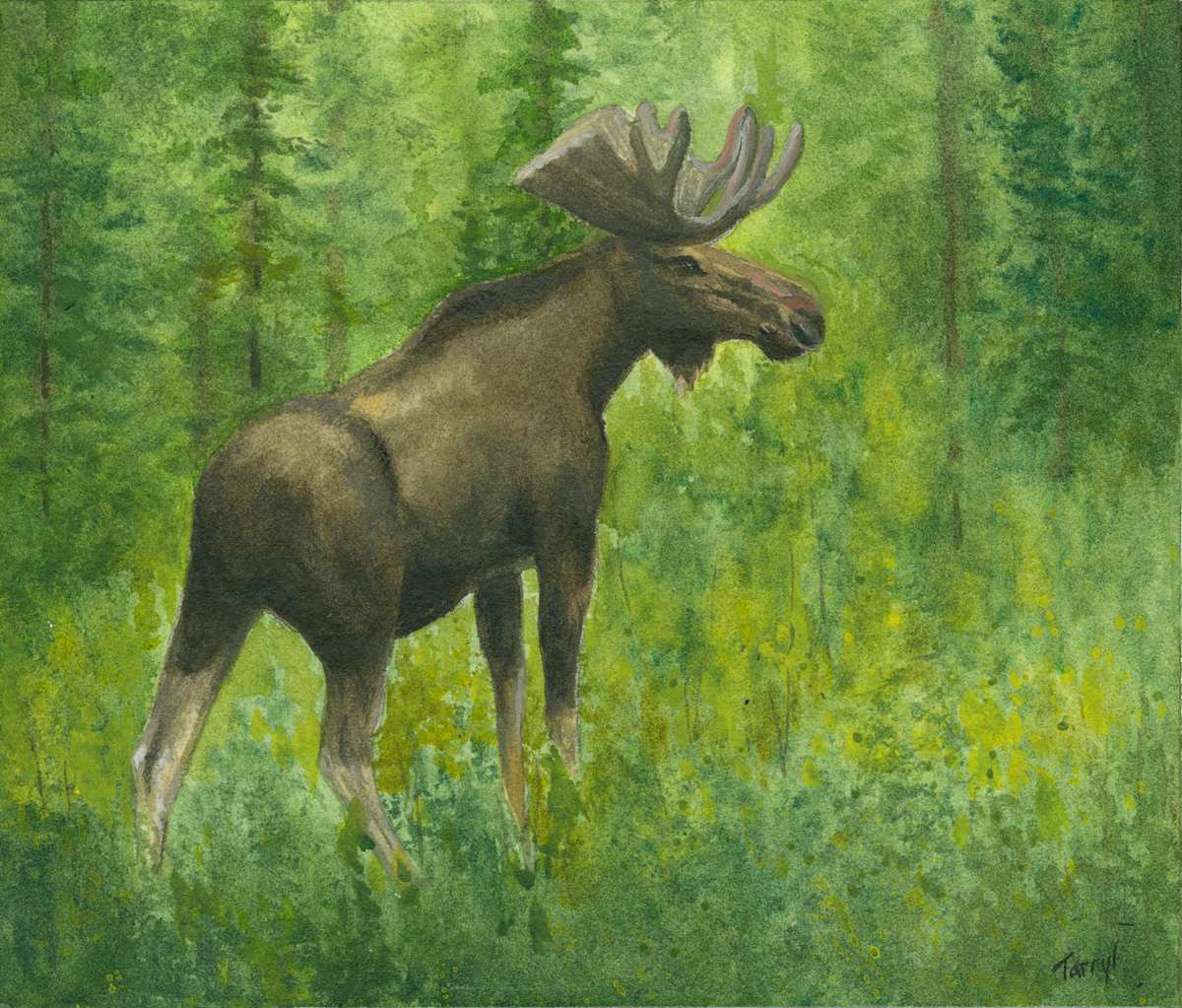 Moose by Tarryl Gabel 