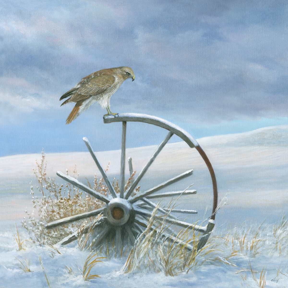 Red Tailed Hawk perched on old Wagon Wheel by Tarryl Gabel, Image 1.