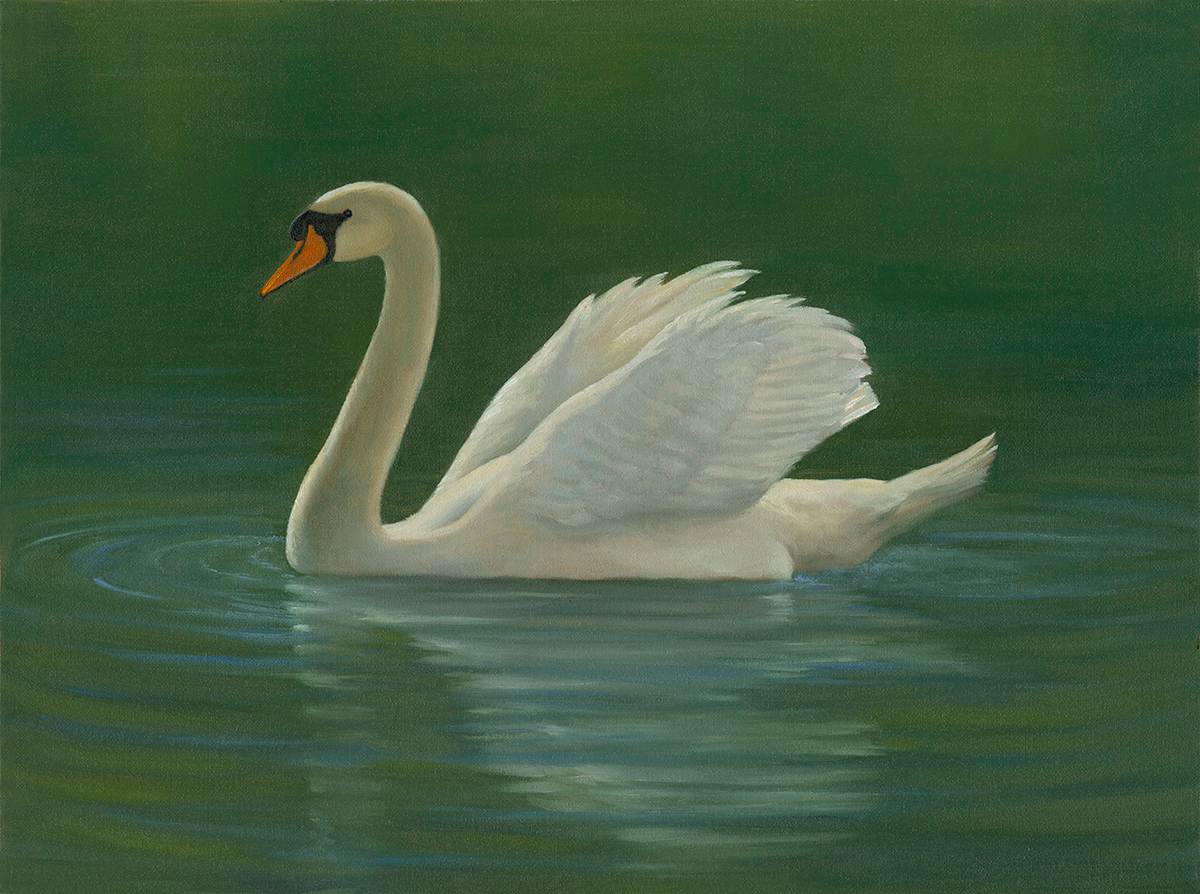 Warm summer glow, Mute Swan by Tarryl Gabel 