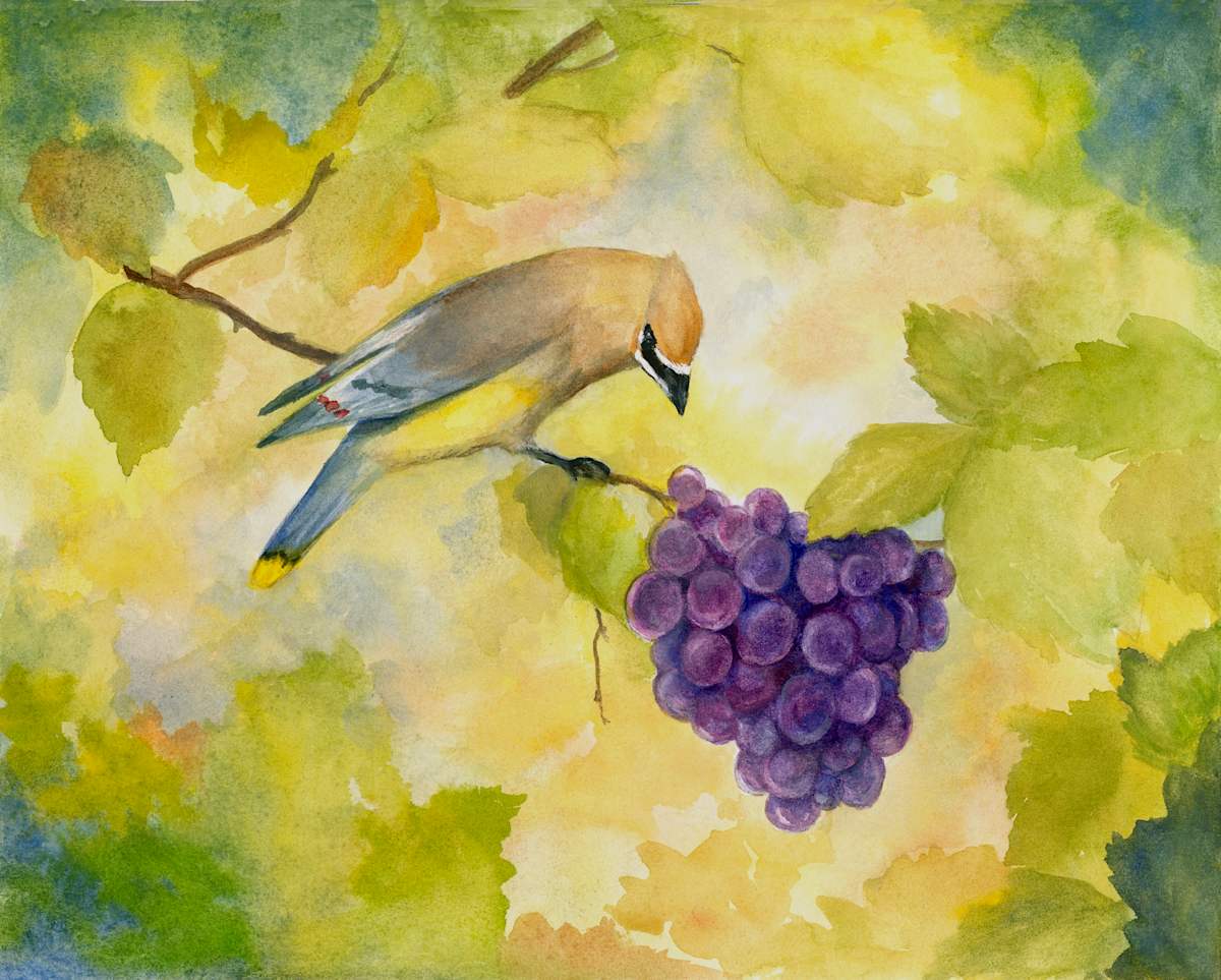 Waxwing in the vineyard by Tarryl Gabel, Image 1.