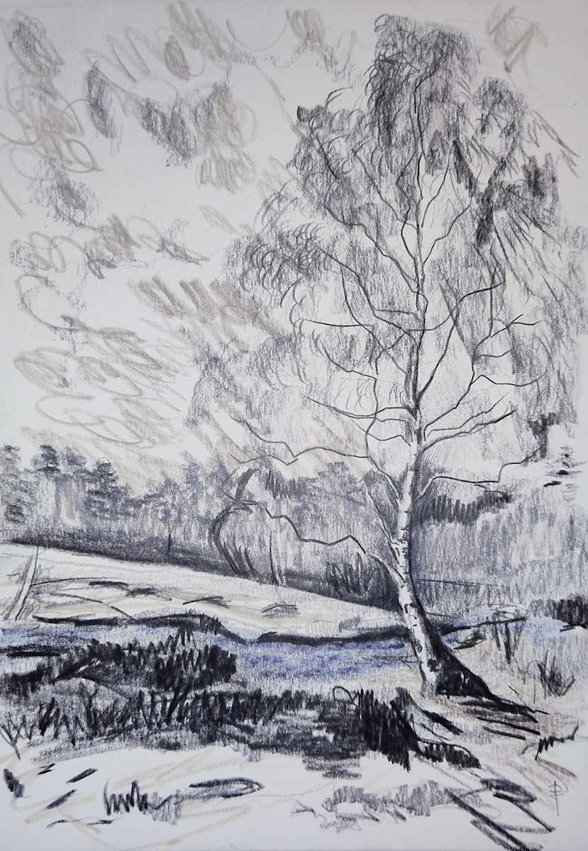 Silver Birch by Lac du Vassivier by Phoebe Thomasson, Image 1.