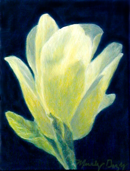 White Magnolia by Merrilyn Duzy 