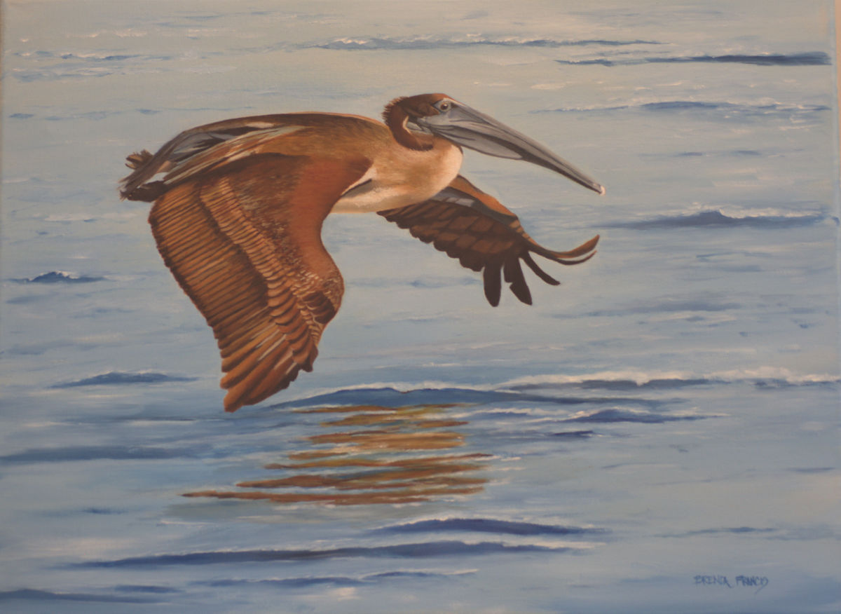 CRUISING by Brenda Francis  Image: Brown Pelican as he skims for fish